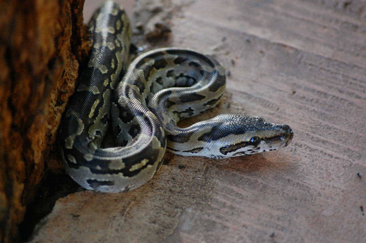 python snake reptile free photo