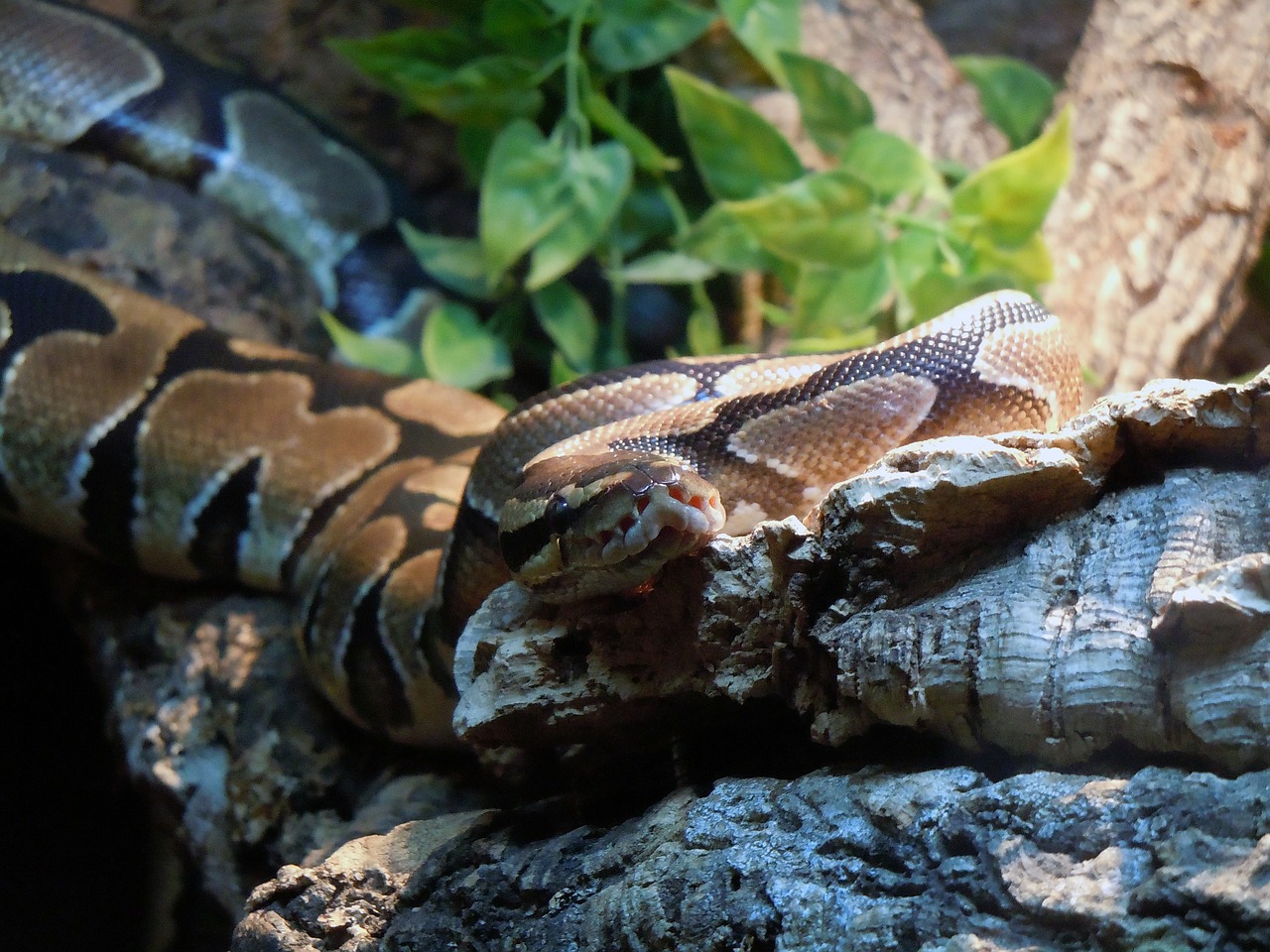 python snake constrictor free photo