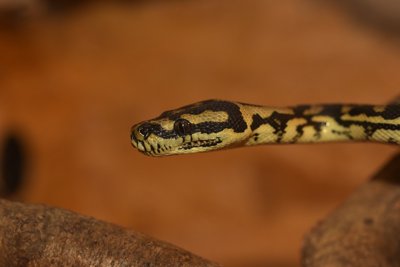 python snake animal free photo