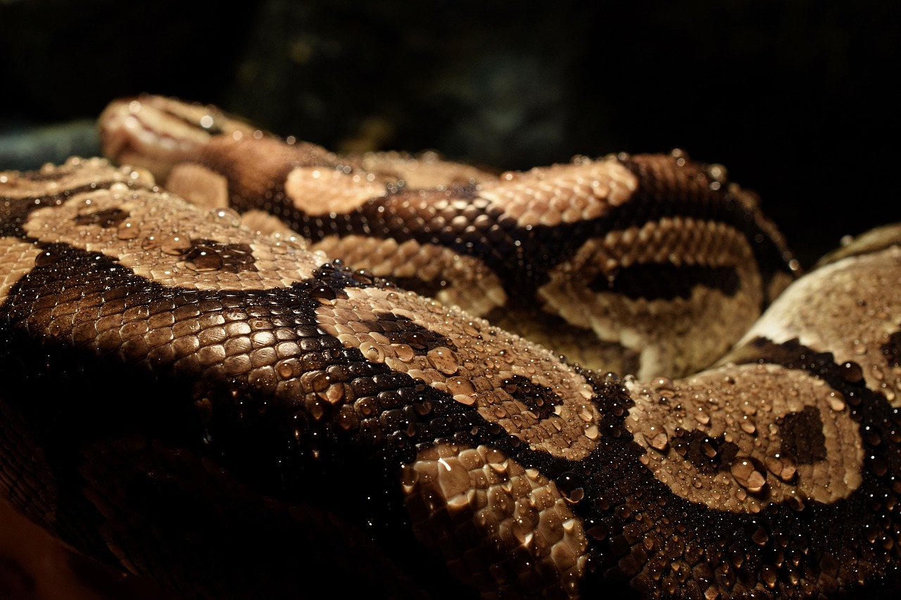 download-free-photo-of-python-drop-of-water-close-dander-snake-from-needpix