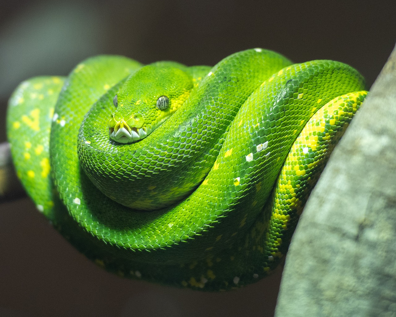 python  green tree python  snake free photo