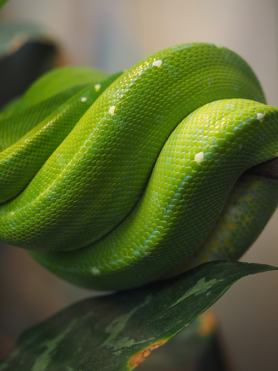 python  green  snake skin free photo