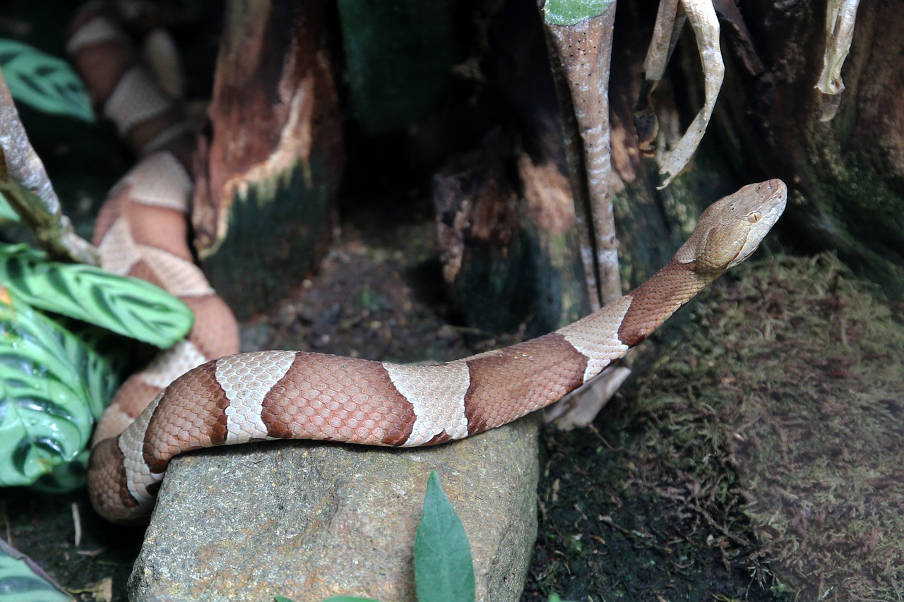 python snake animal free photo