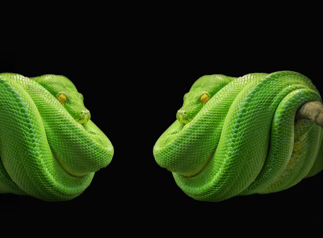 python snake green tree python free photo