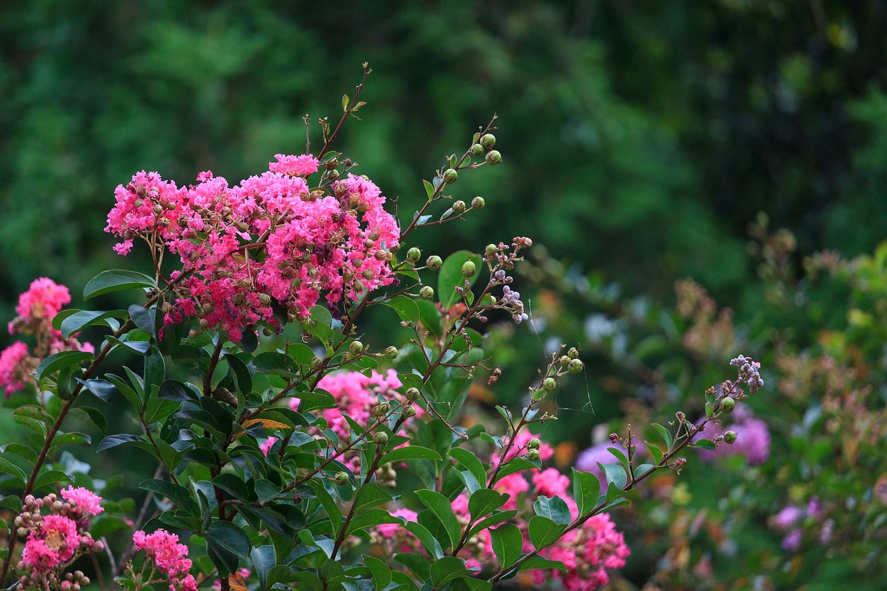 qiangling shan park the scenery flower free photo