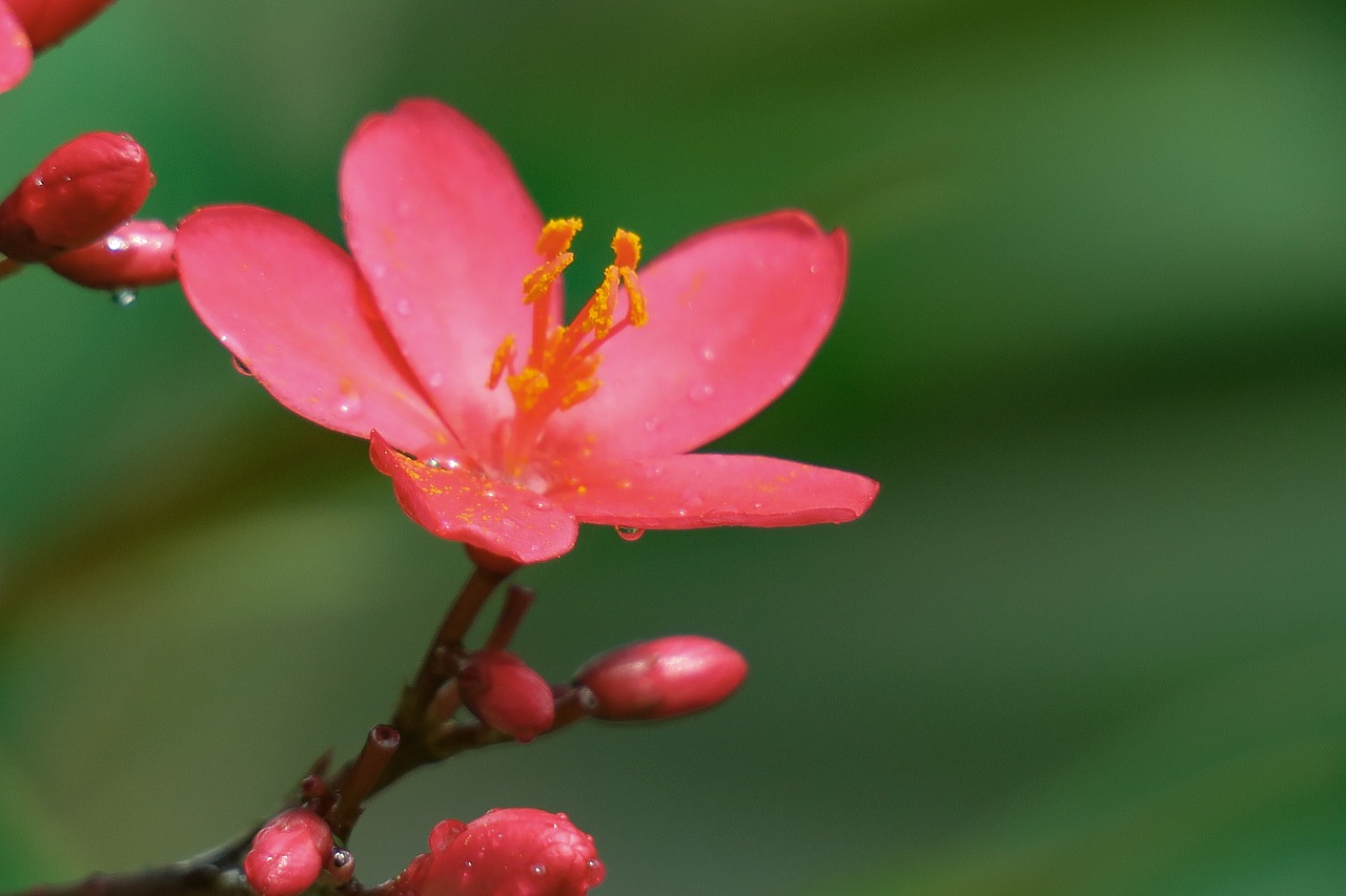 qin leaf coral  nature  plant free photo