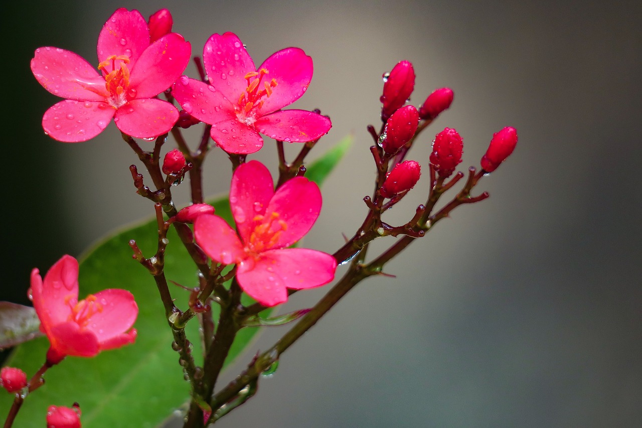 qin leaf coral  nature  plant free photo