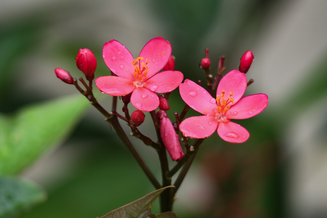 qin leaf coral  nature  plant free photo