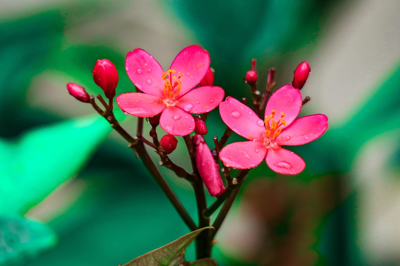 qin leaf coral  nature  plant free photo