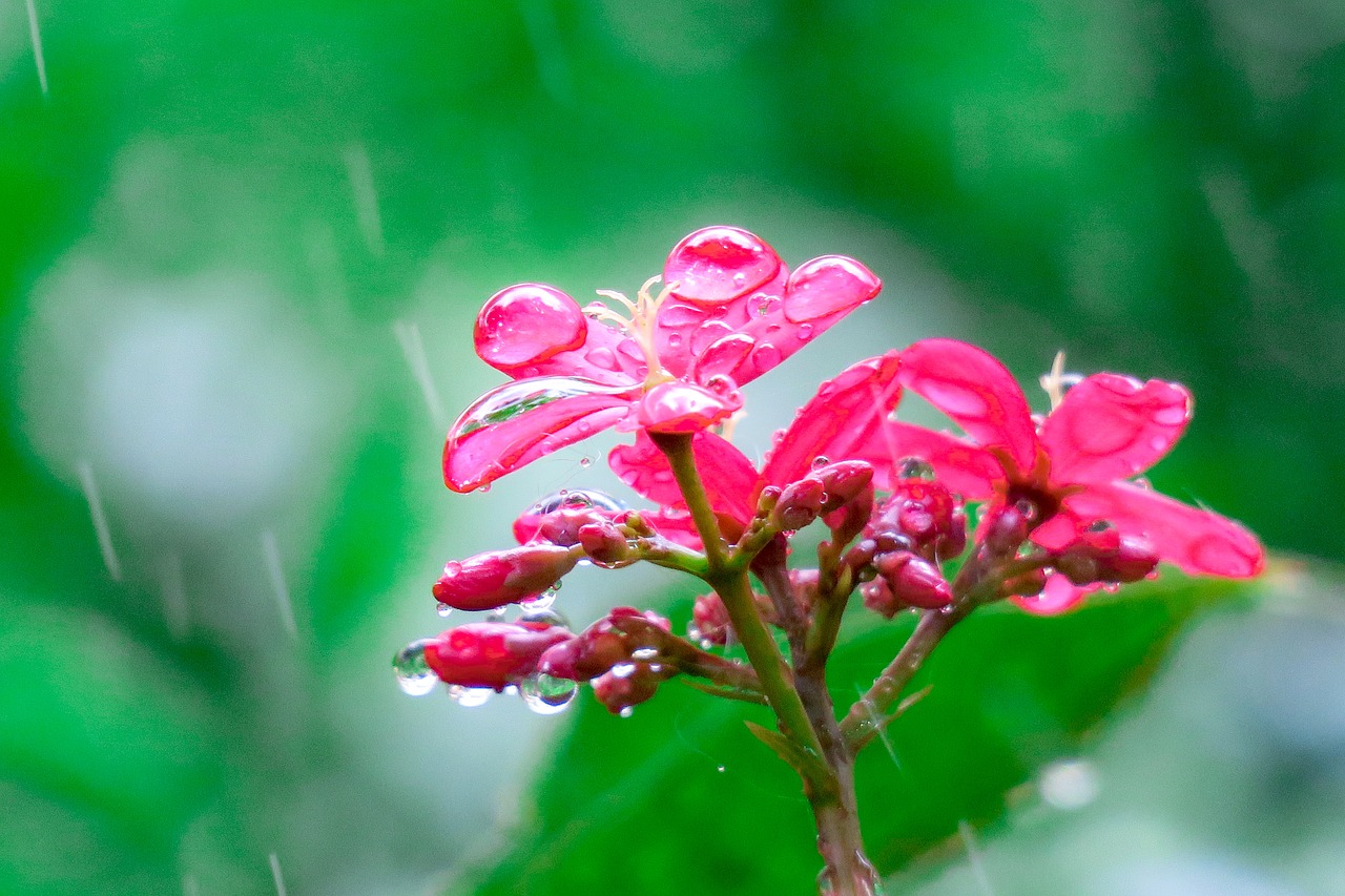 qin leaf coral  nature  plant free photo