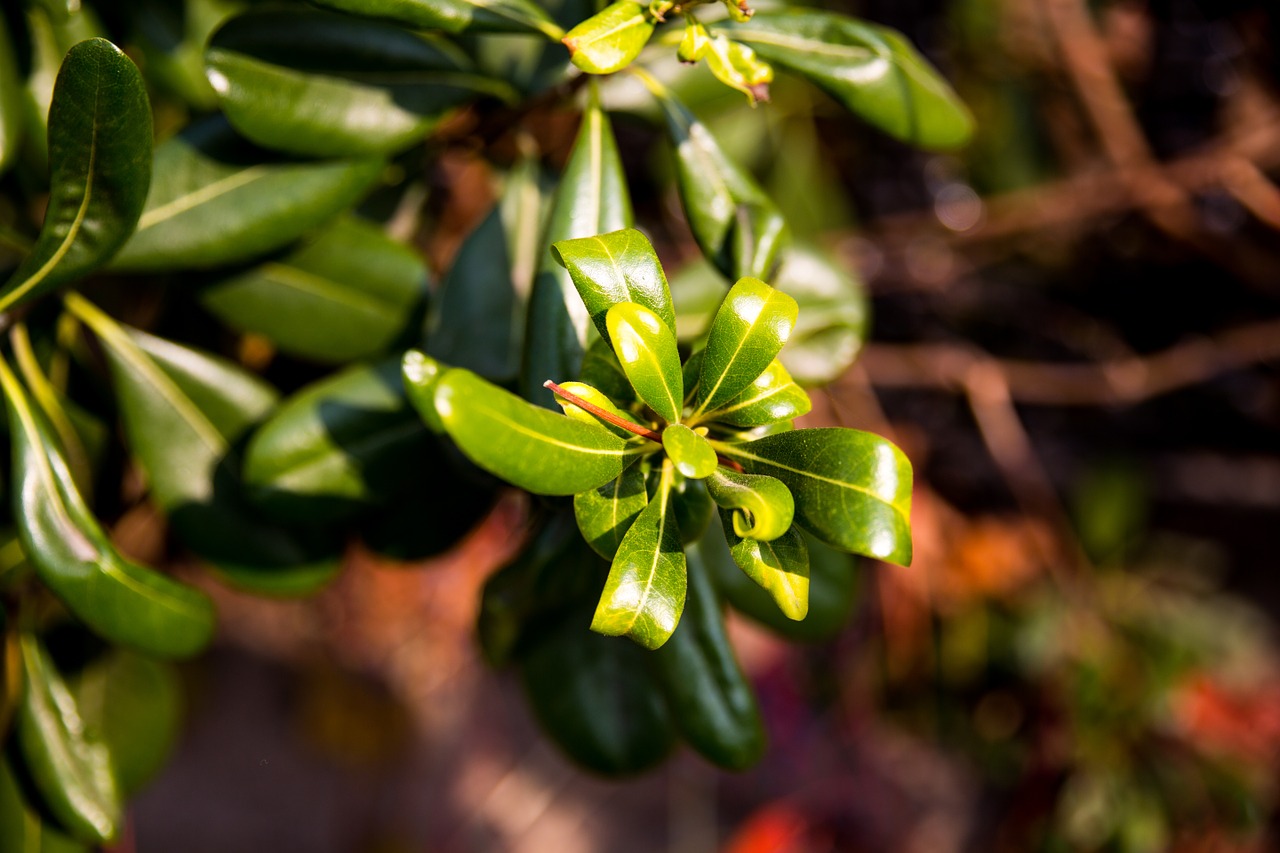 qingdao autumn close-up free photo