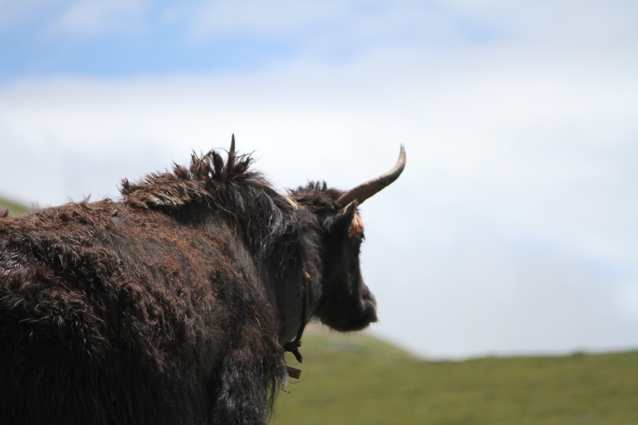 qinghai pet 犛 cattle free photo