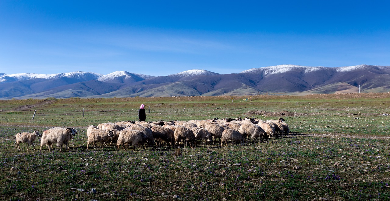 qinghai lake xining gansu province free photo