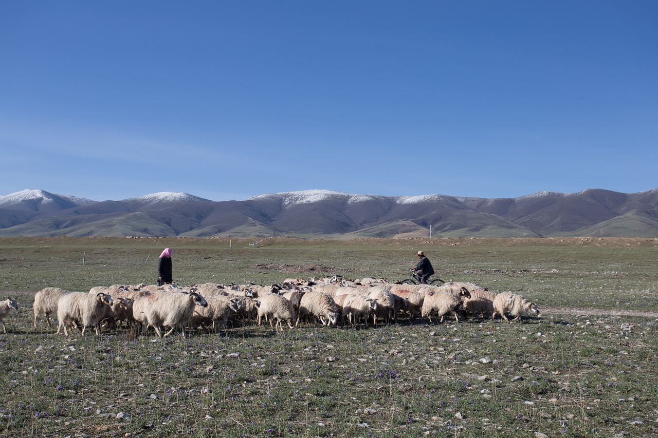 qinghai lake xining gansu province free photo