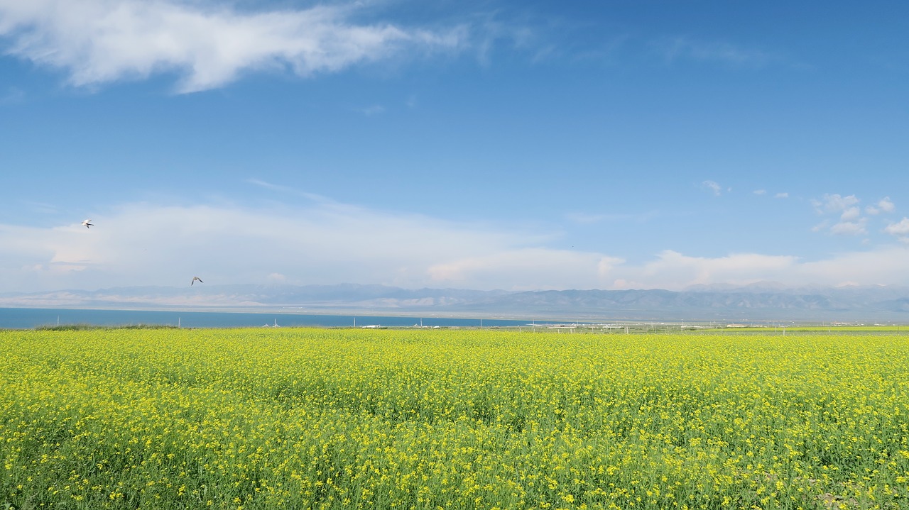 qinghai lake rape sky free photo