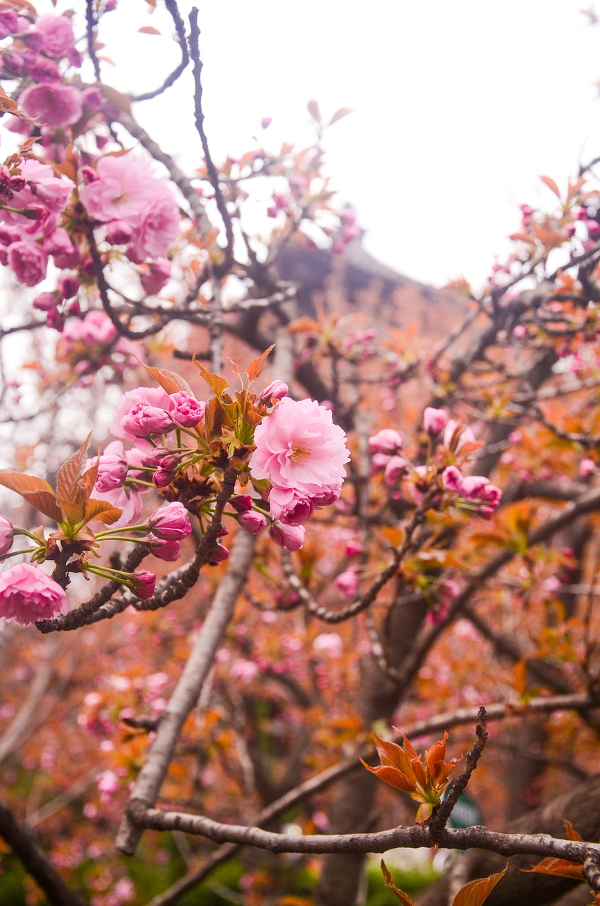qinglong temple cherry blossom ancient free photo