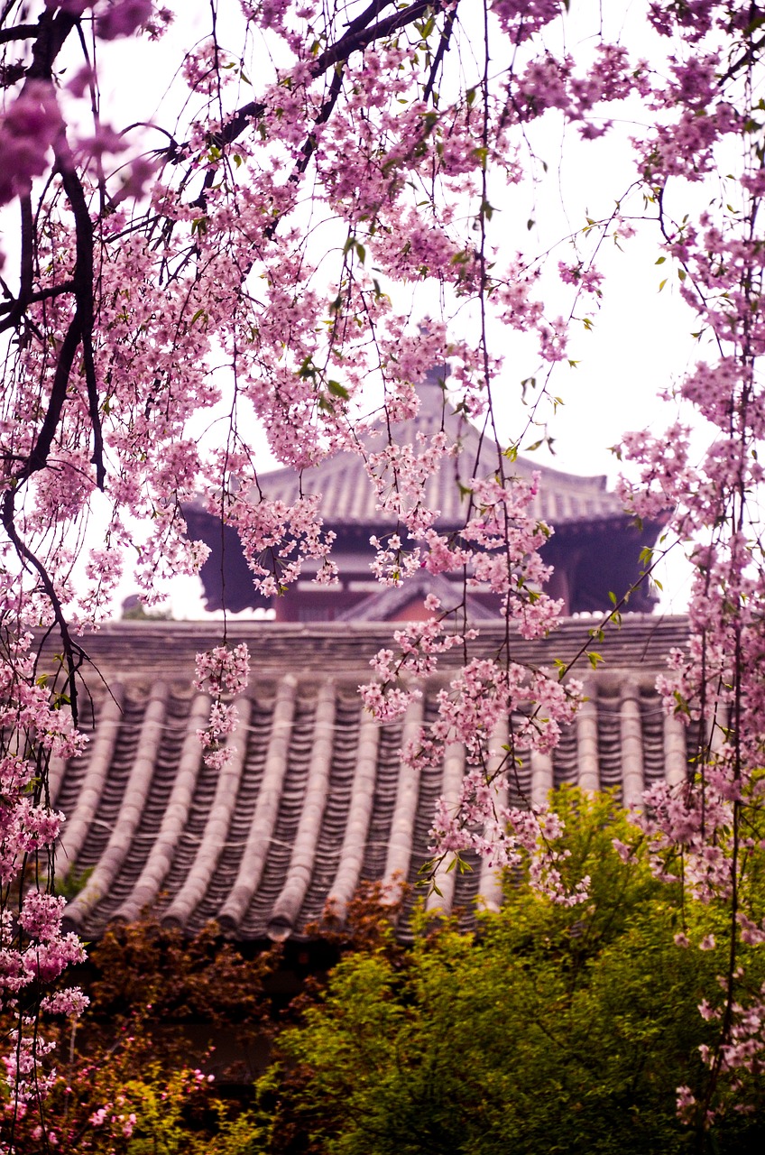 qinglong temple cherry blossom ancient free photo