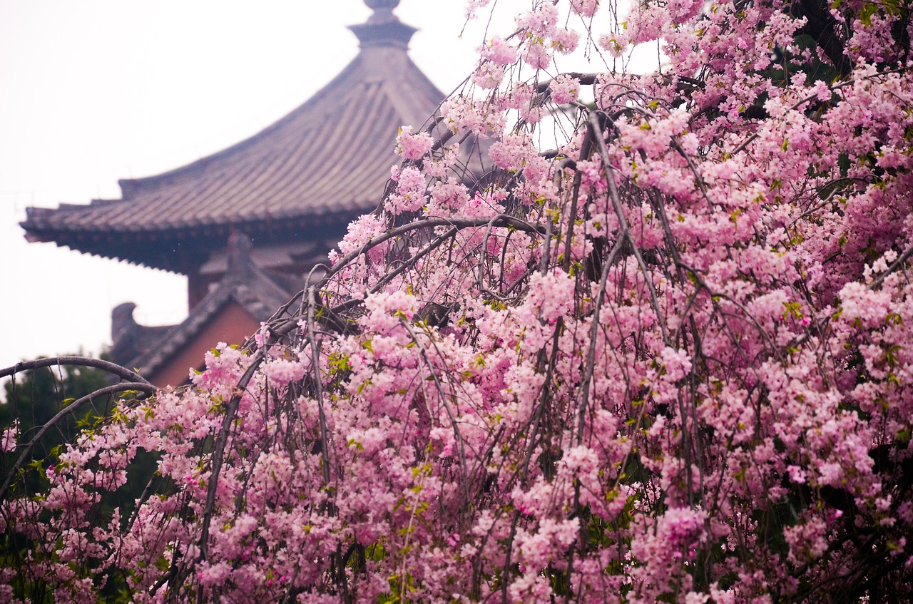 qinglong temple cherry blossom ancient free photo