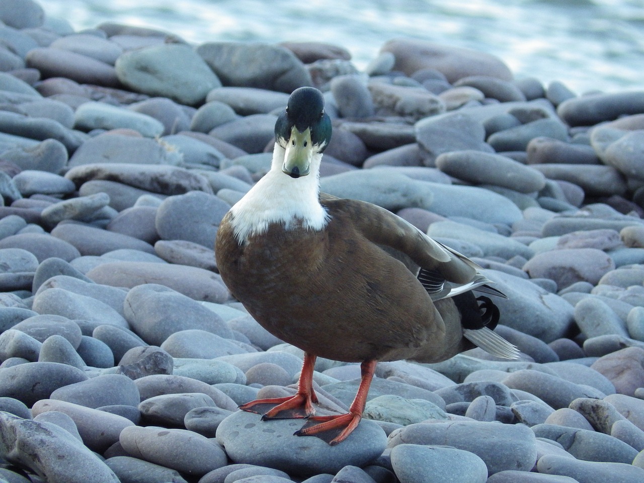quacky duck on the beach cool free photo