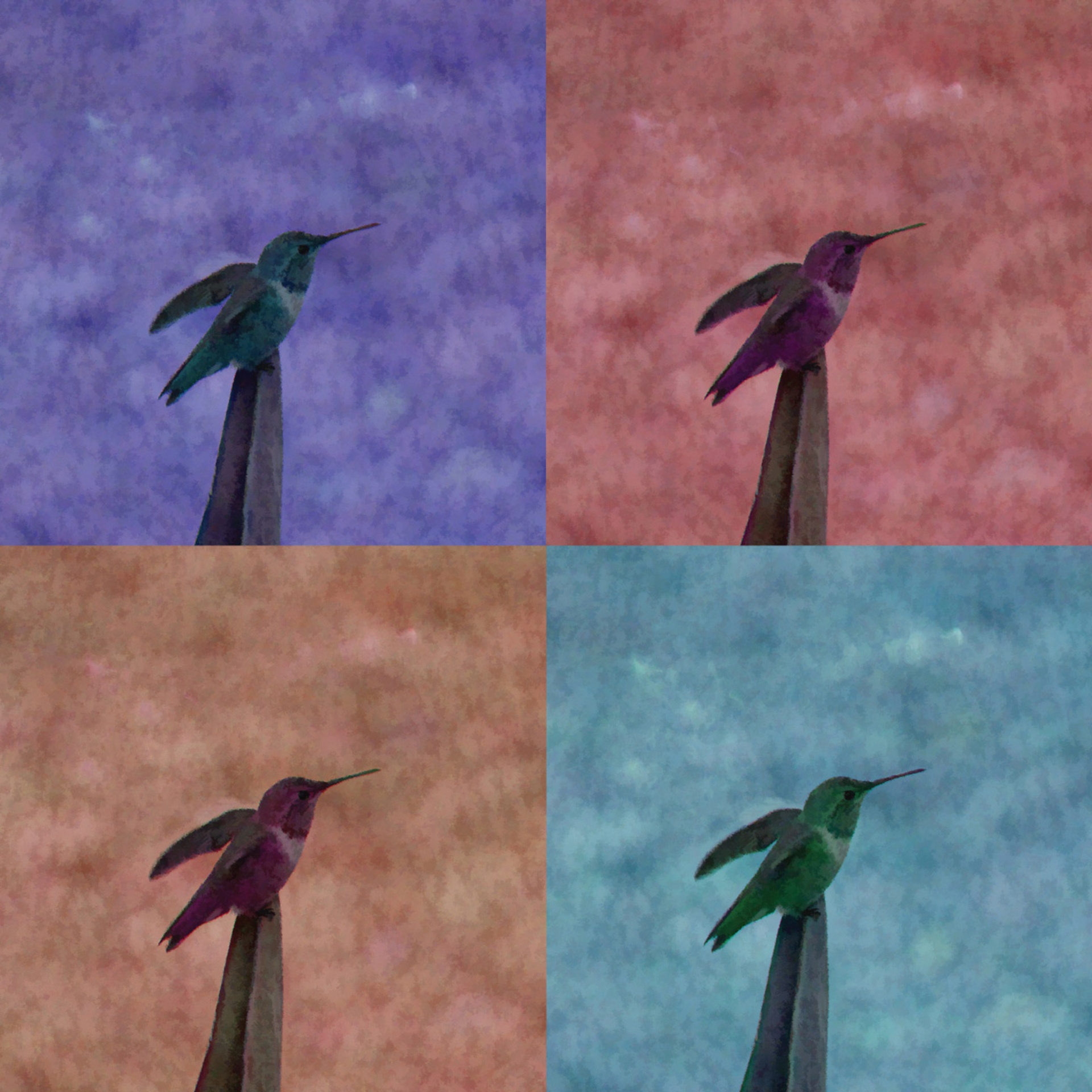 background hummingbird four color free photo