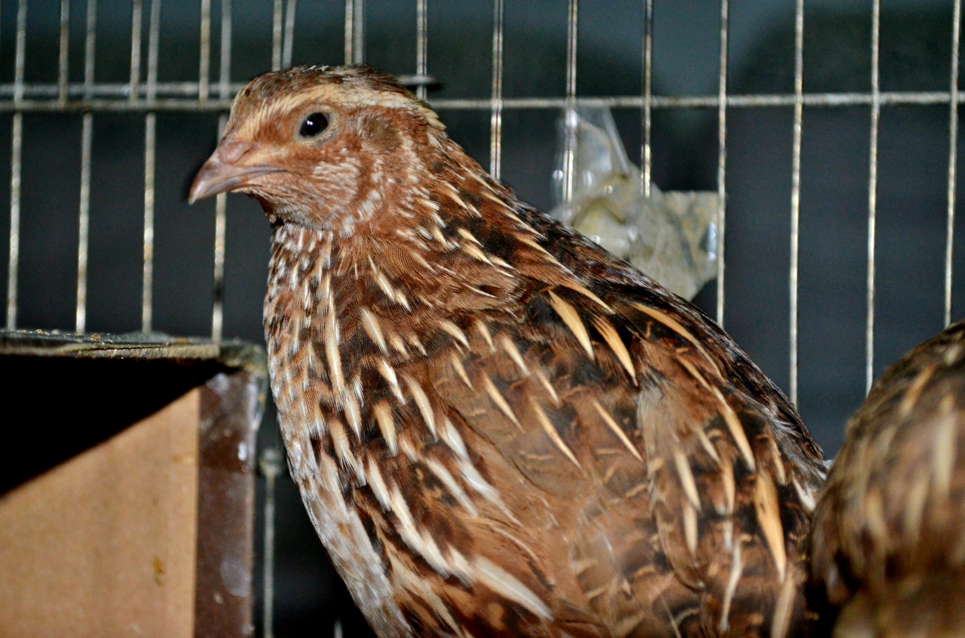animals quail coturnix free photo