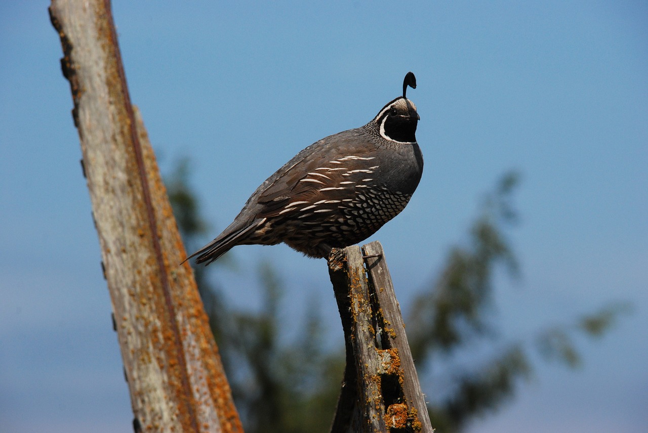 quail bird pole free photo