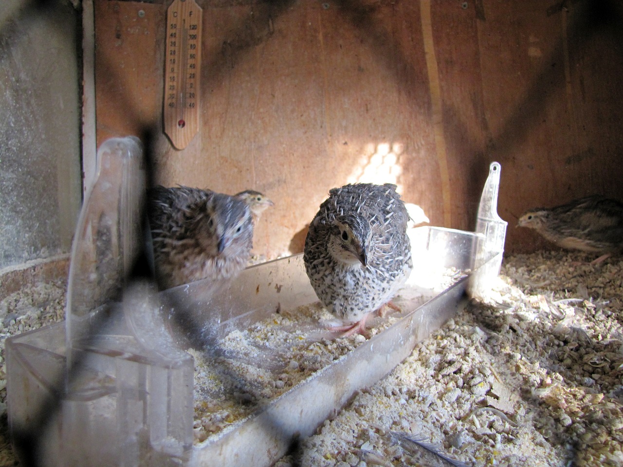 quail bird cage free photo
