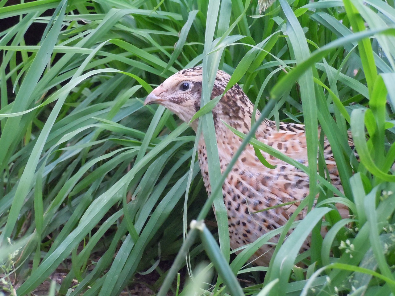 quail poultry animal free photo