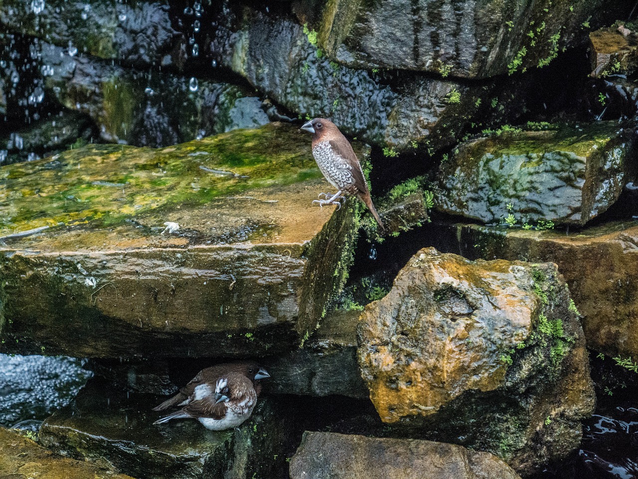 quail quails birds free photo