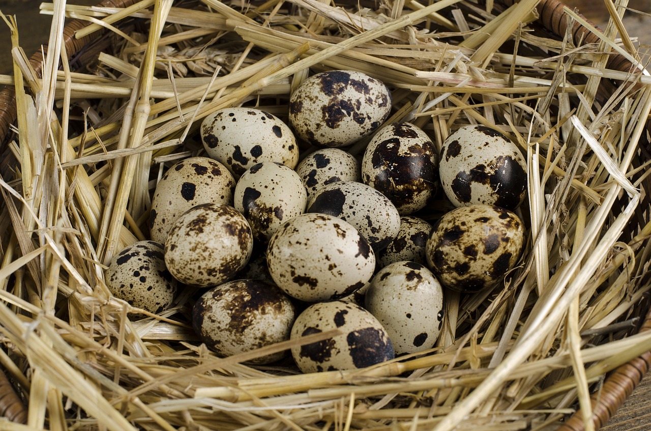 quail egg healthy free photo