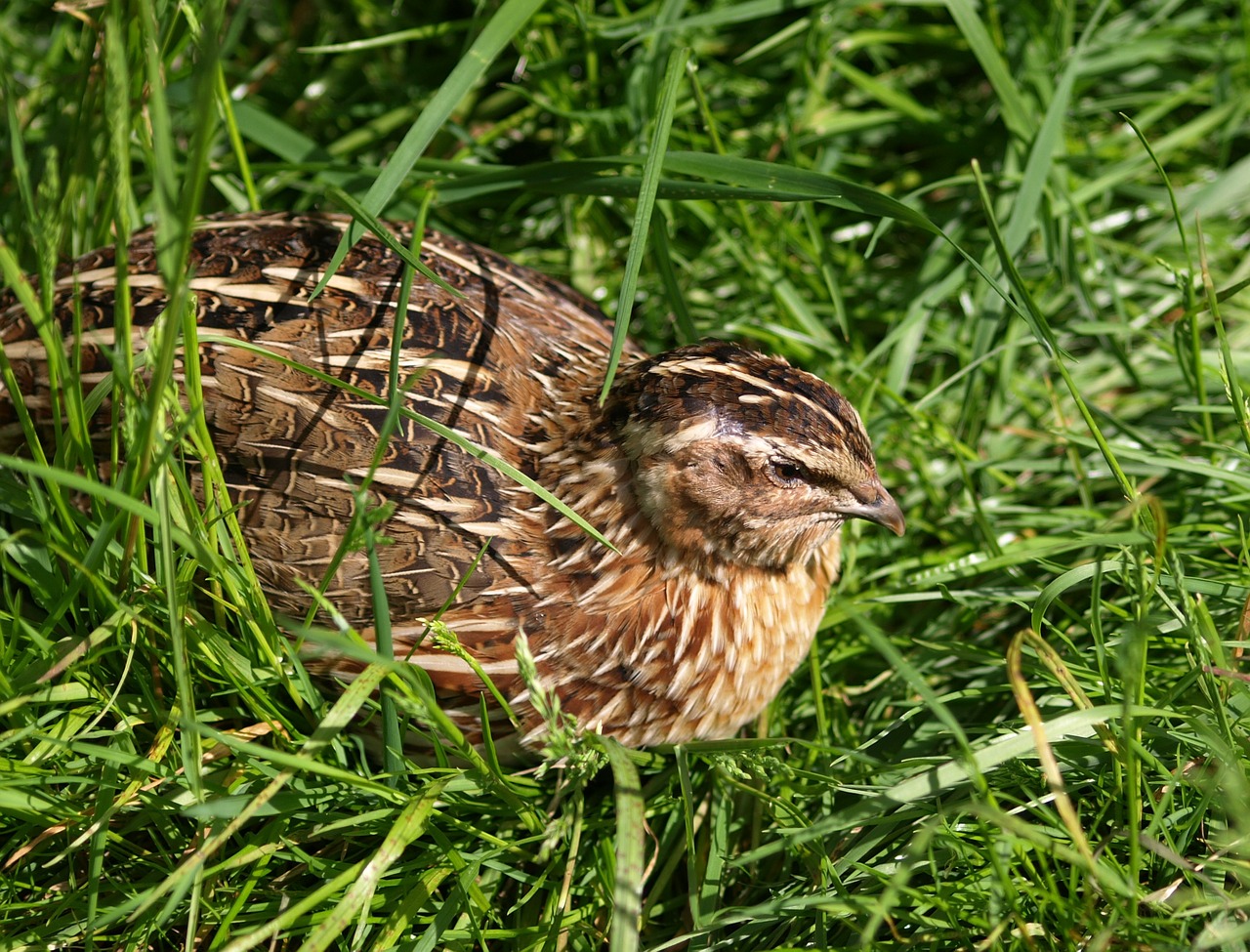 quail bird feather free photo