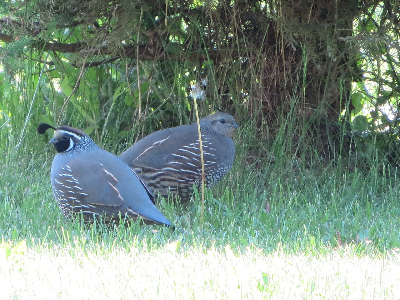 quail birds pair free photo