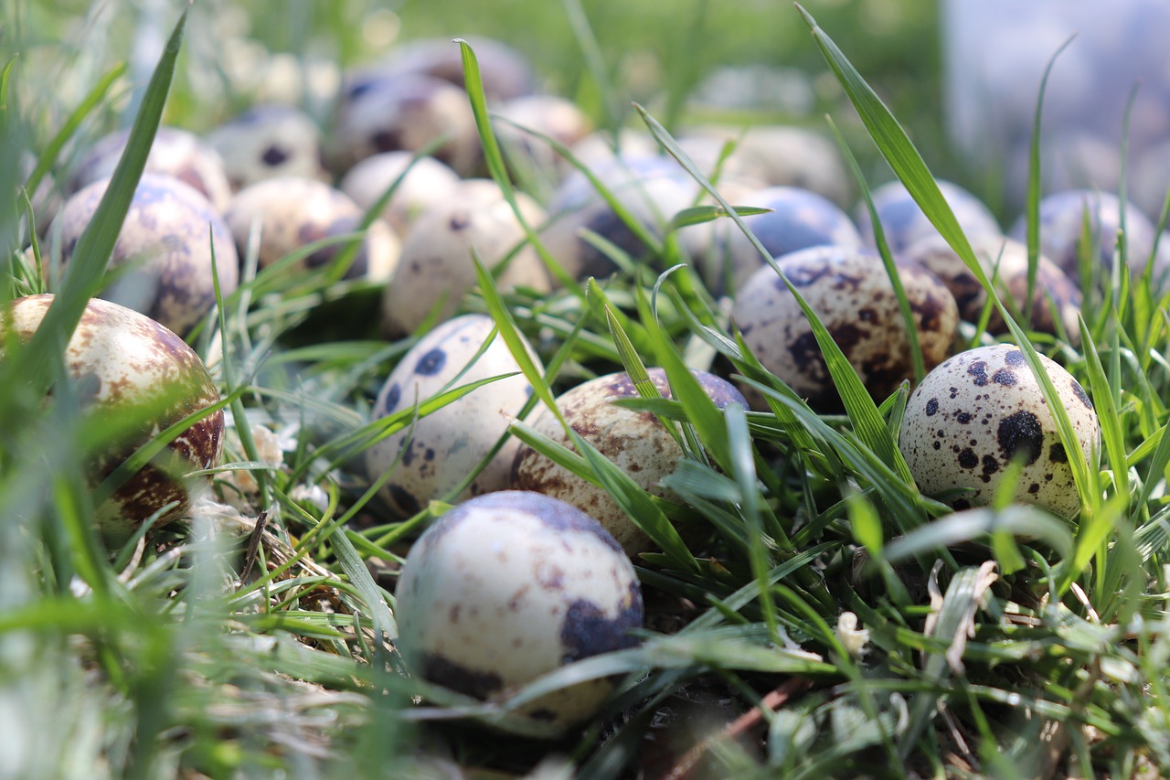 quail  egg  quail eggs free photo