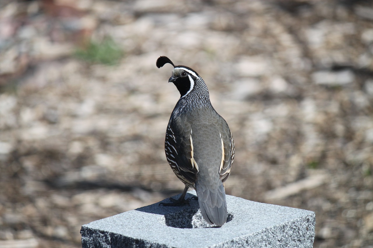 quail mountain bird free photo