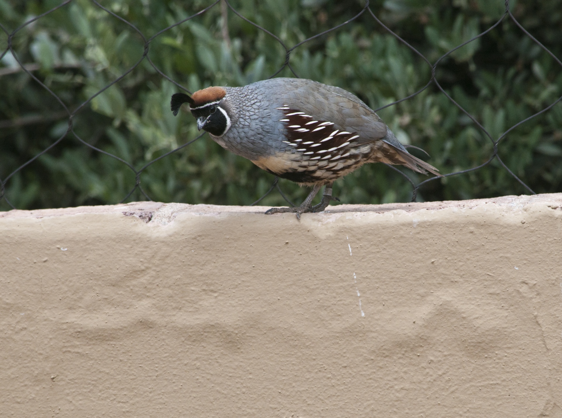 quail quails bird free photo