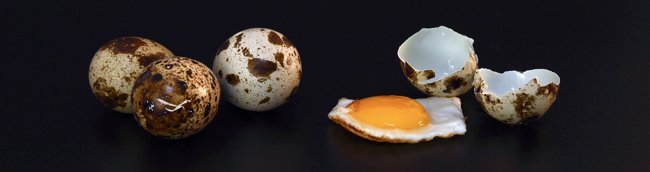 quail egg shell fried free photo