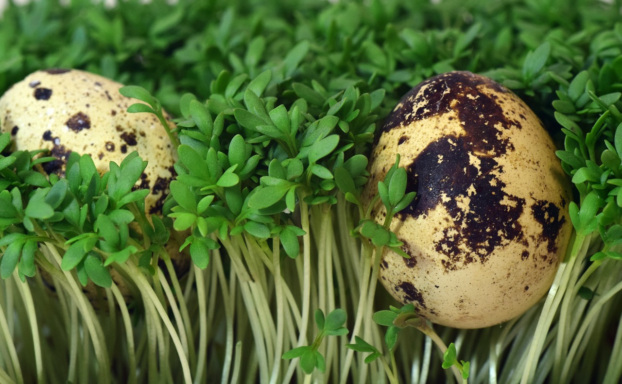 quail egg egg cress free photo