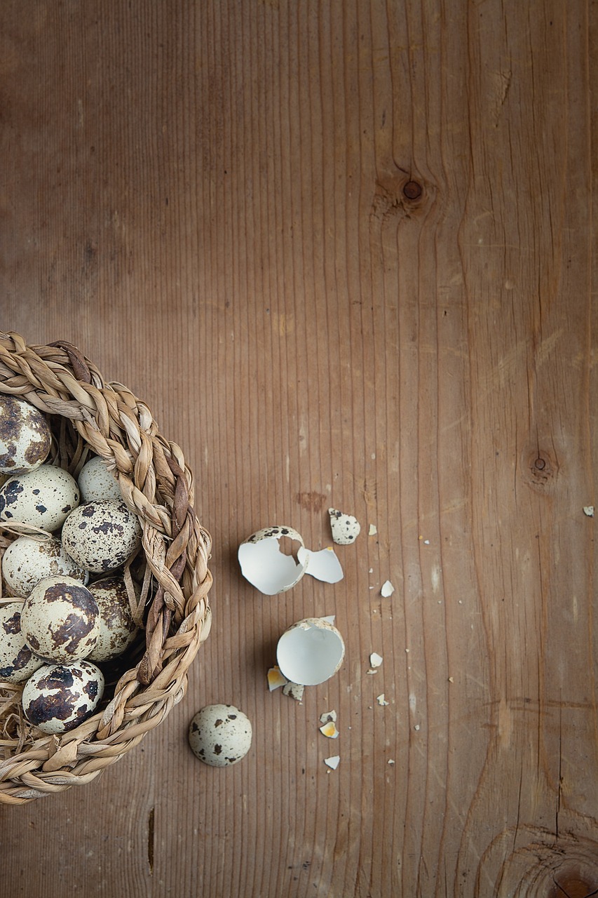 quail eggs egg small eggs free photo