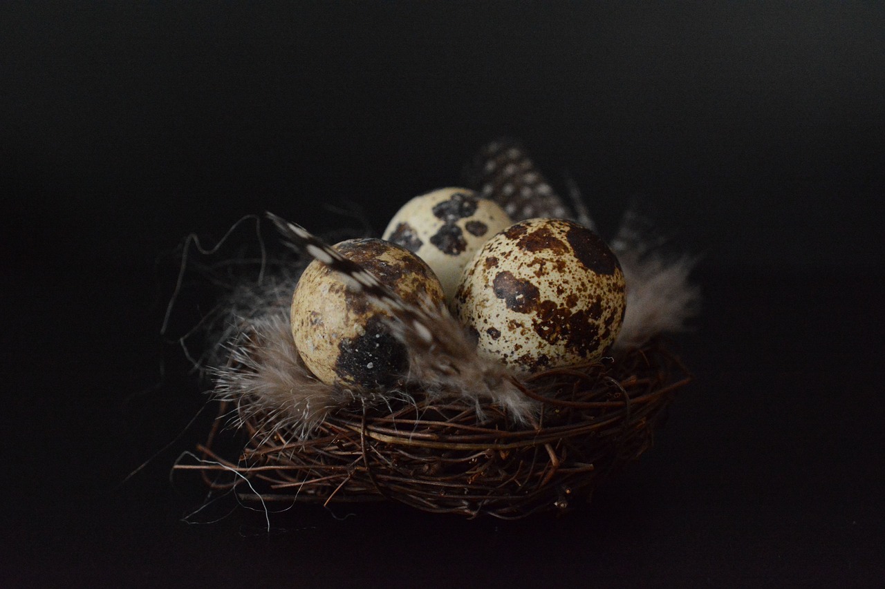 quail eggs egg easter decoration free photo