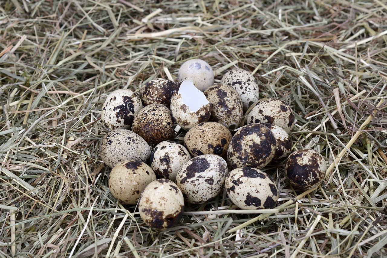 quail eggs egg easter free photo