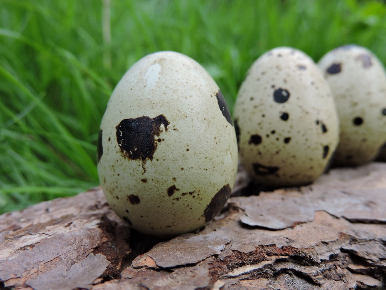 quail eggs small natural product free photo