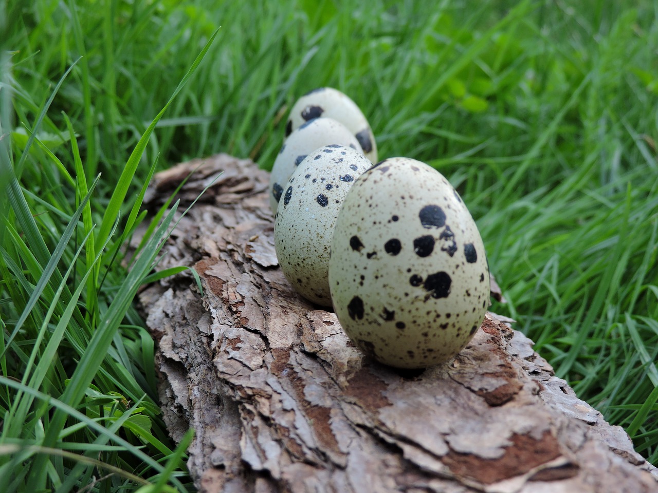 quail eggs bark ranking free photo