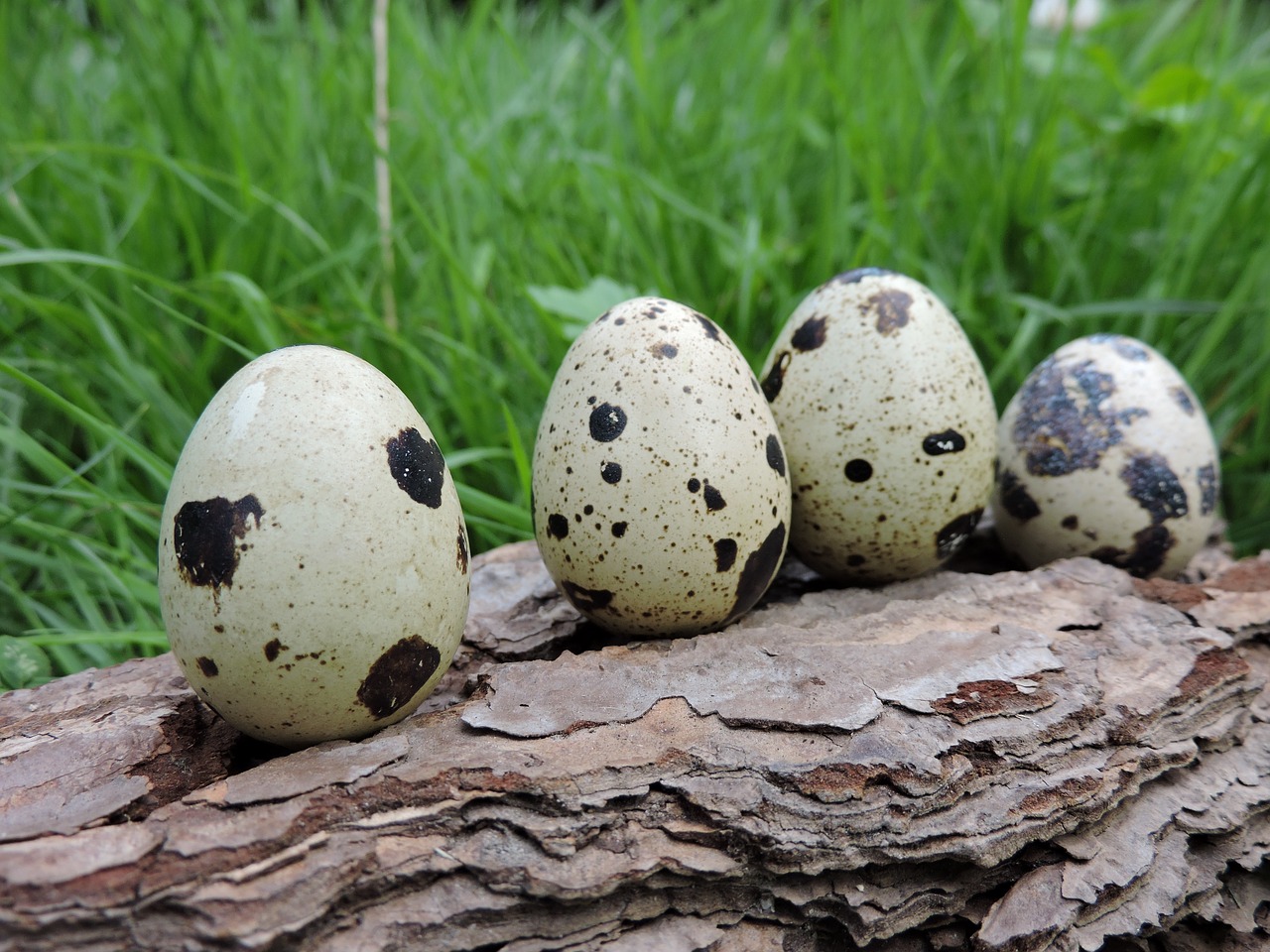 quail eggs spotted lined up free photo