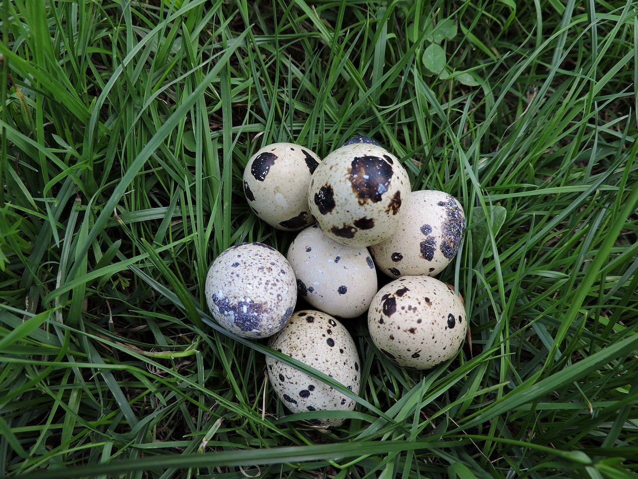 quail eggs meadow spotted free photo