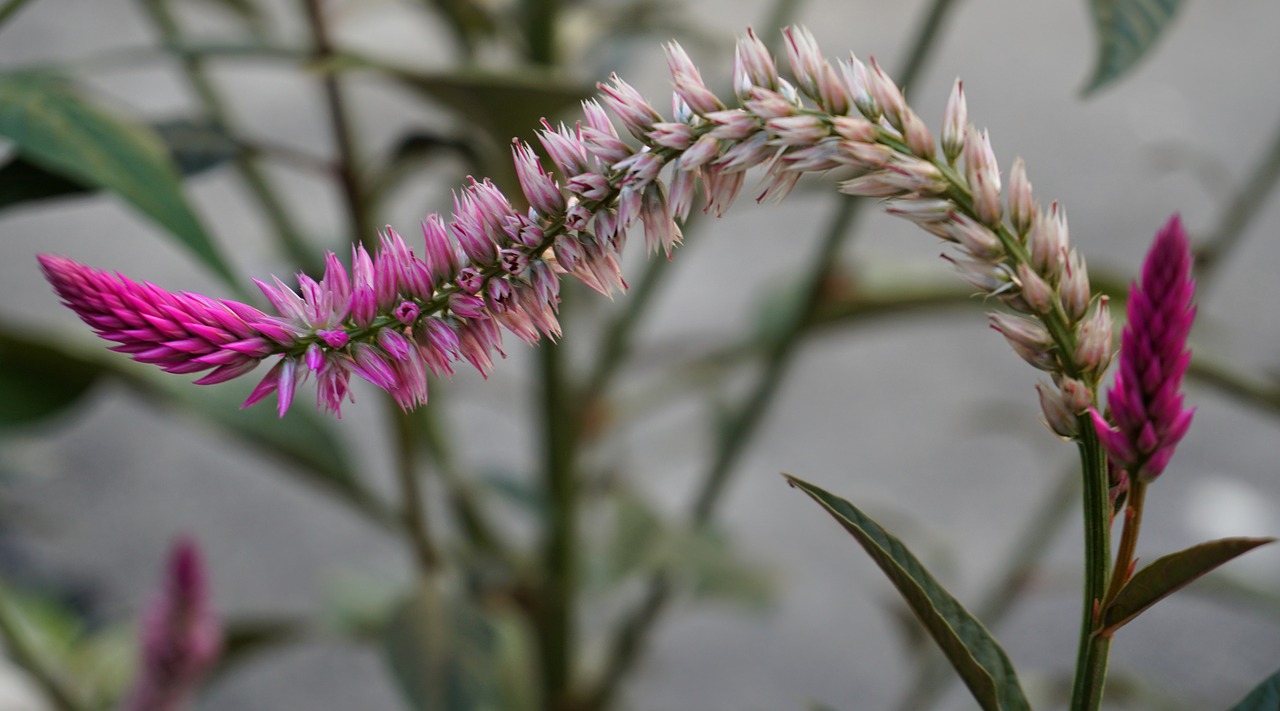 quail grass wheat celosia flower free photo