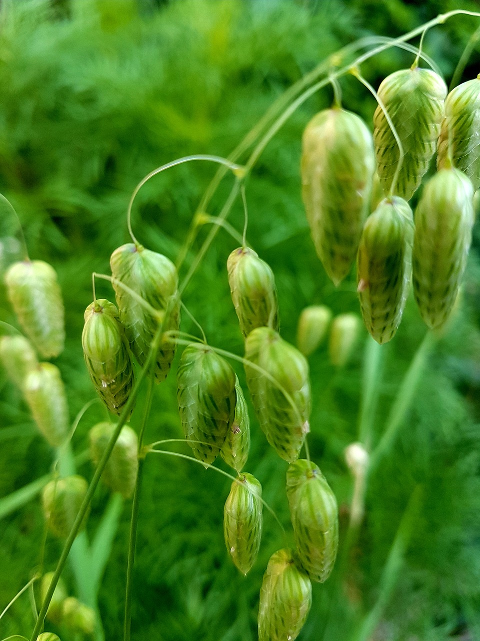 quaking  grass  green free photo