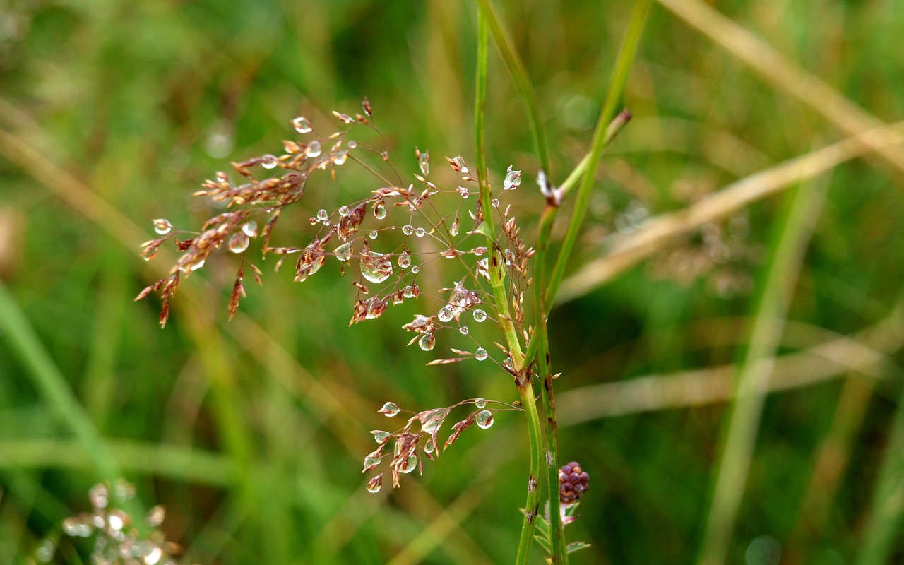 quaking grass dew dewdrop free photo