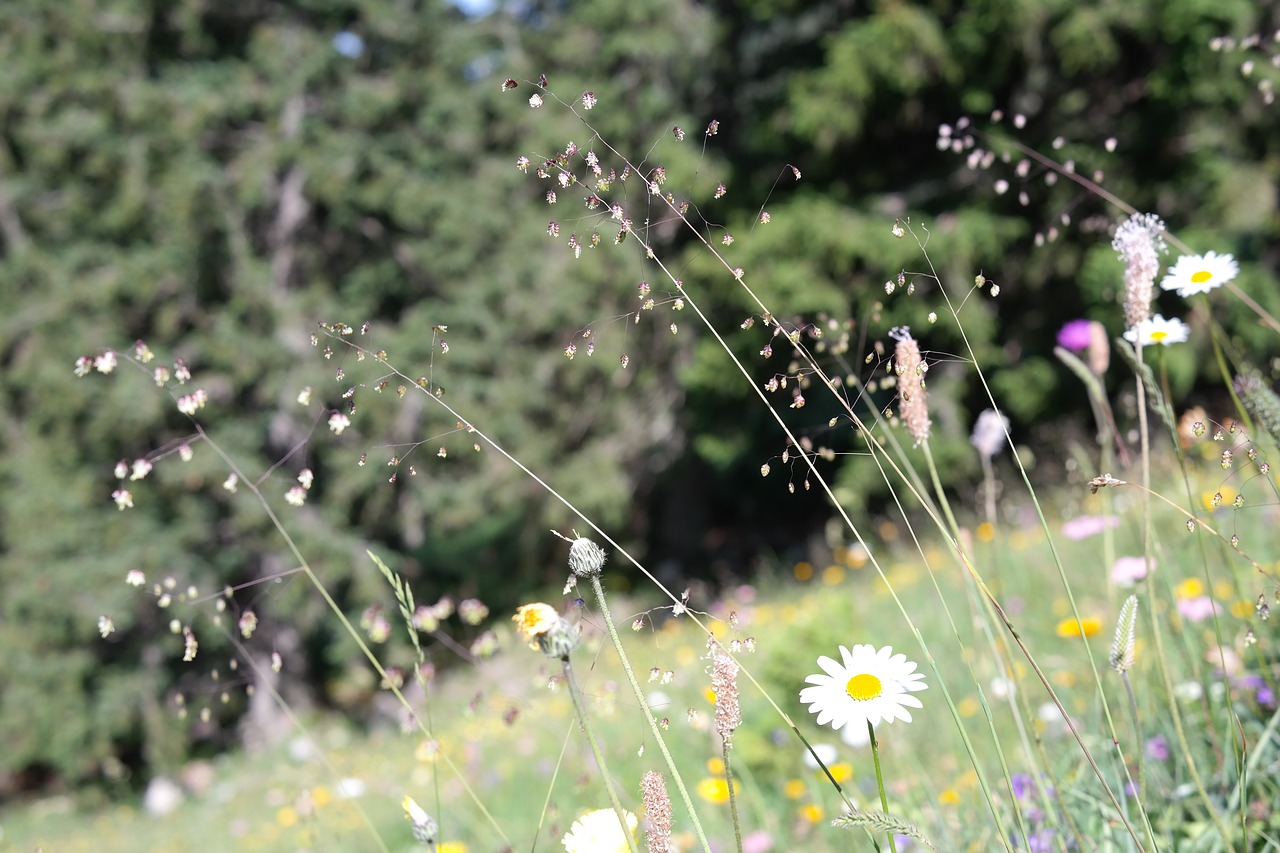 quaking grass briza media grass free photo