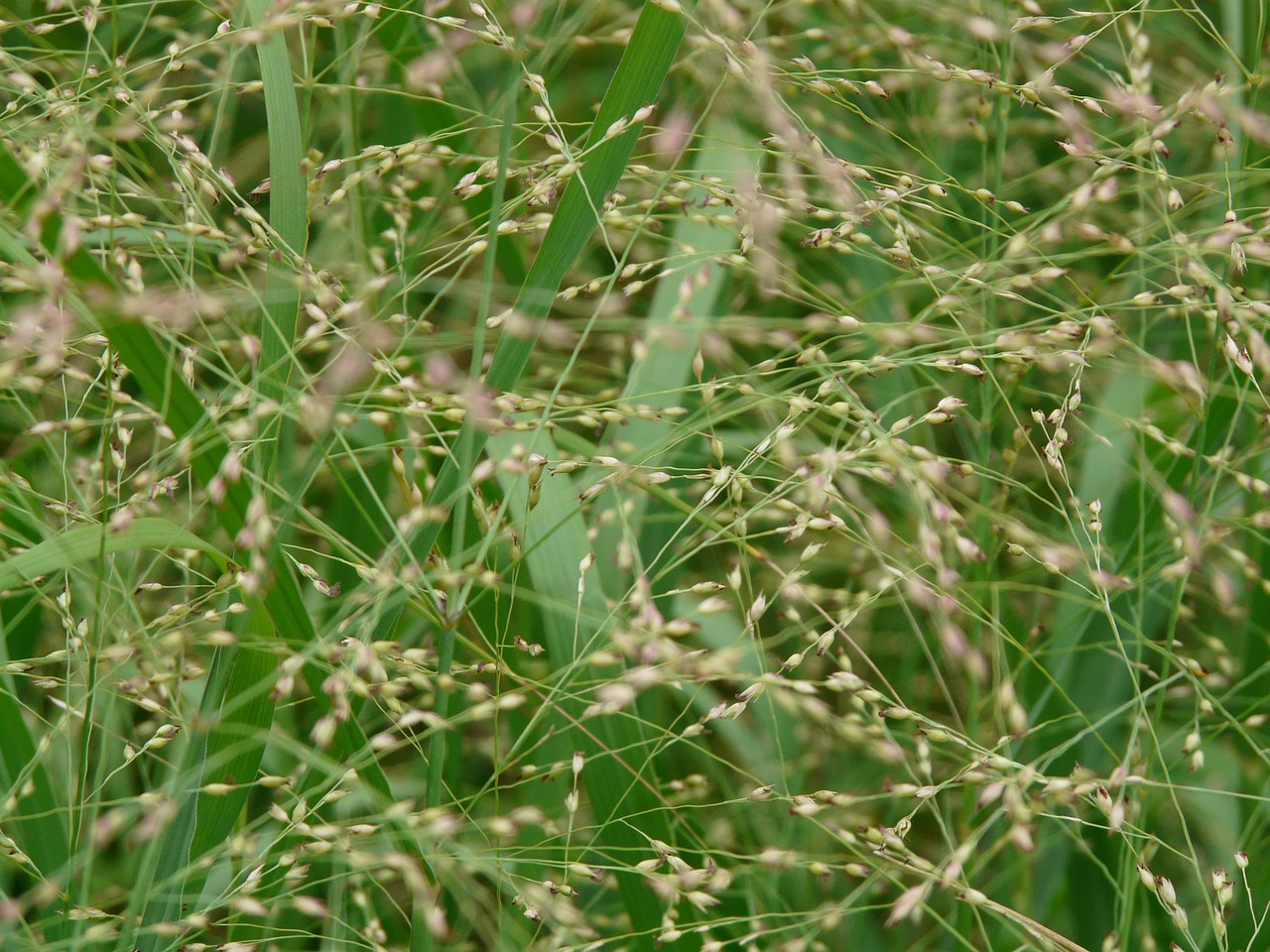 quaking grass grass medium sized quaking grass free photo