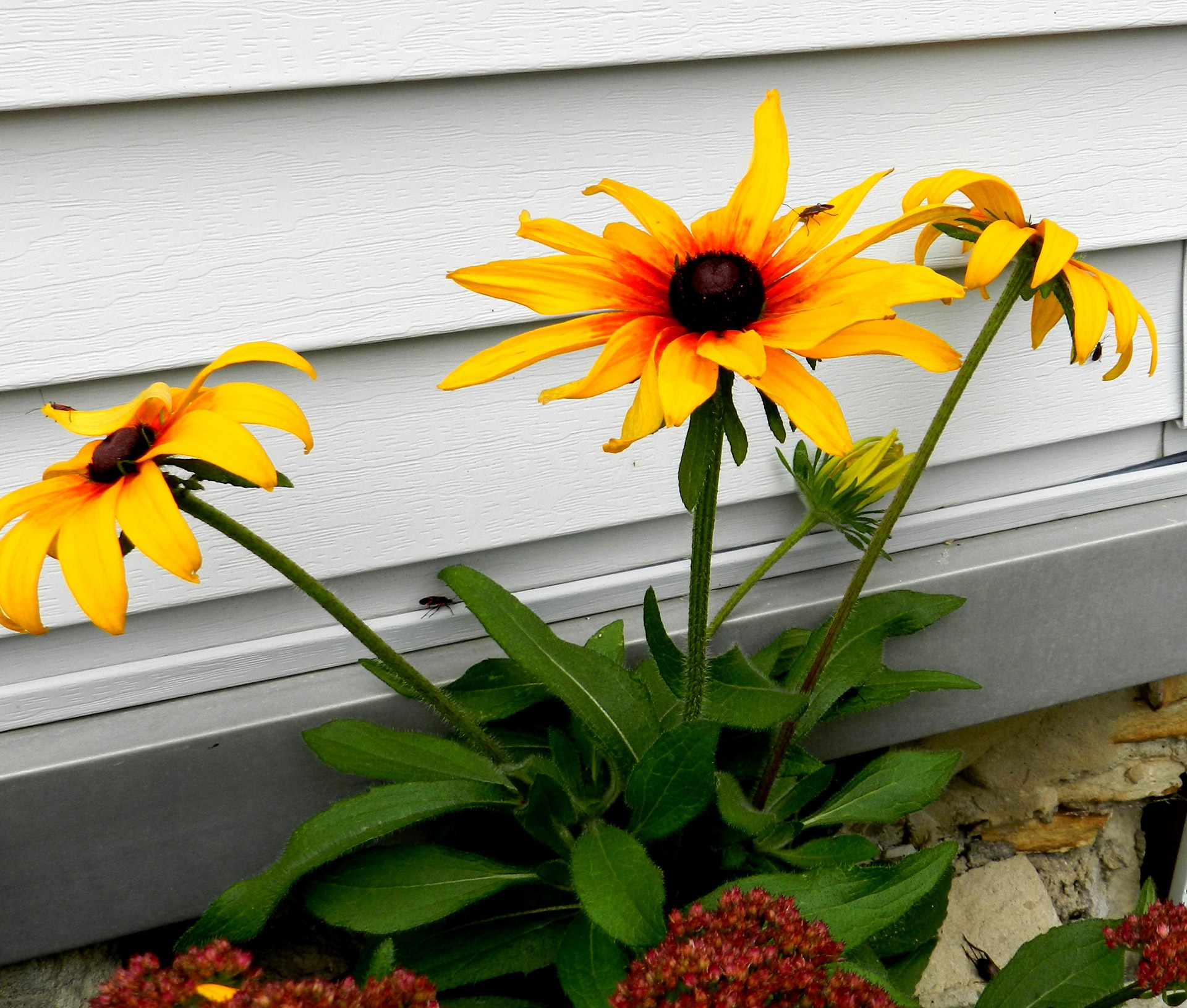 flowers yellow rudbeckia free photo